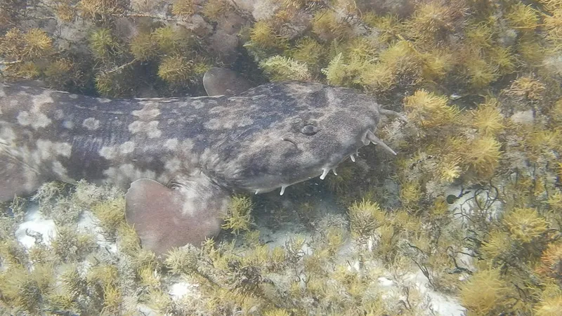 Wobbegong (Orectolobus hutchinsi)