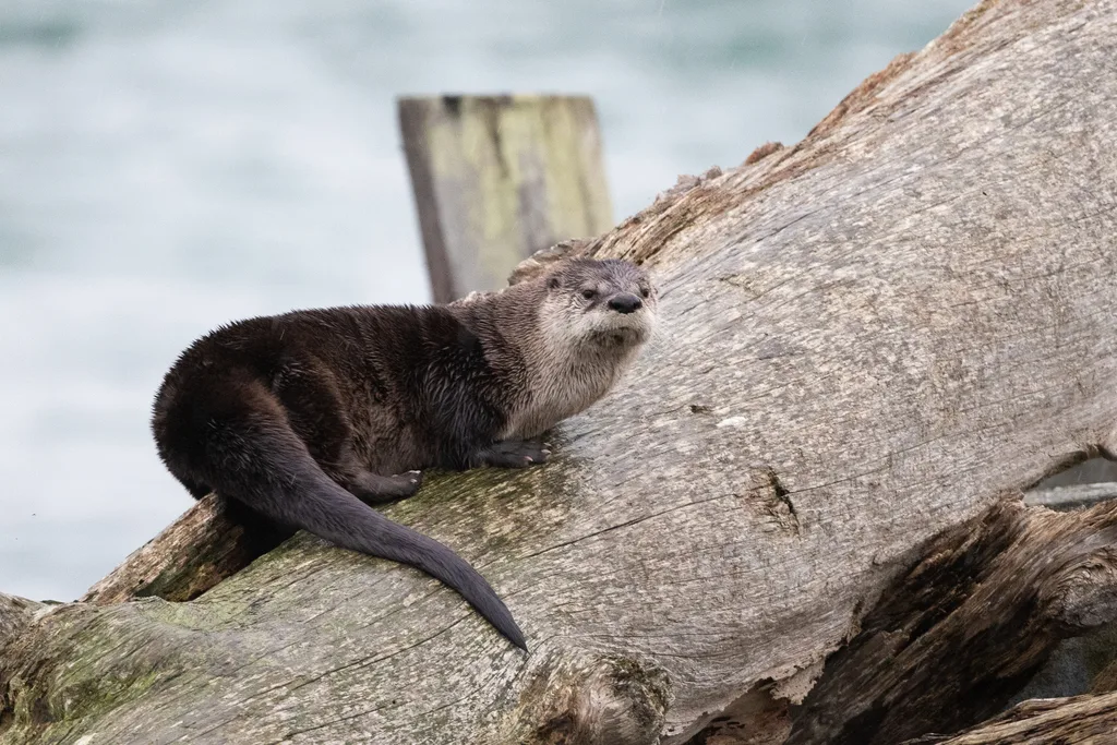 Eurasian Otter (Lutra lutra)