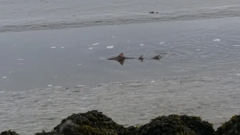 Starry Smooth Hound (Mustelus asterias)