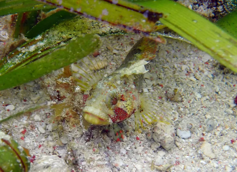 Puffcheek Blenny (Gobioclinus bucciferus)