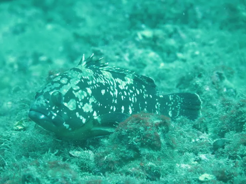 Dusky Grouper (Epinephelus marginatus)