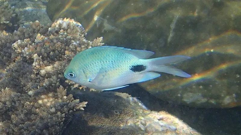 False-Eye Sergeant (Abudefduf sparoides)