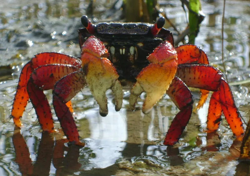 Mangrove Crab (Goniopsis cruentata)