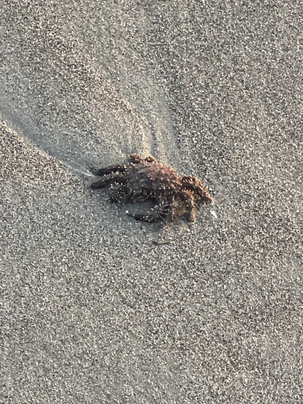 Granulated Spider Crab (Amphithrax aculeatus)