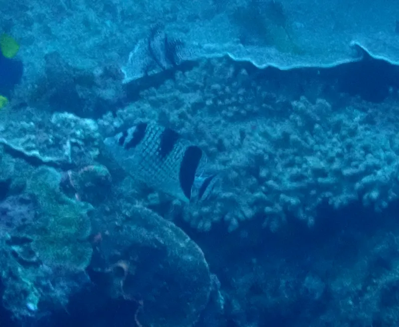 Asian Butterflyfish (Chaetodon argentatus)