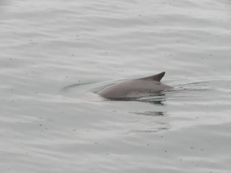 Black Porpoise (Phocoena spinipinnis)