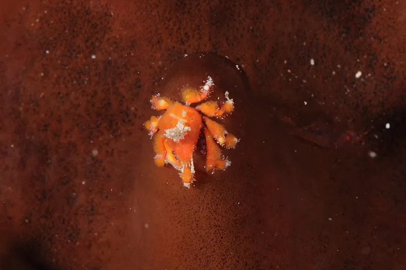 Cryptic Teardrop Crab (Pelia mutica)