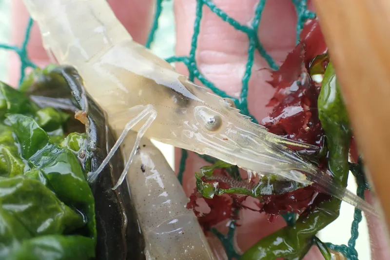 Delta prawn (Palaemon longirostris)