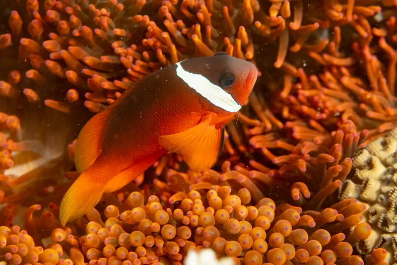 Fiji Tomato Anemonefish (Amphiprion barberi)