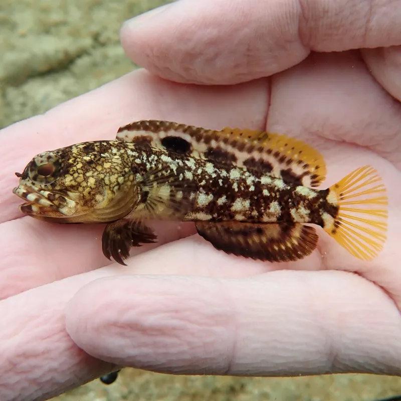 Mottled Jawfish (Opistognathus maxillosus)