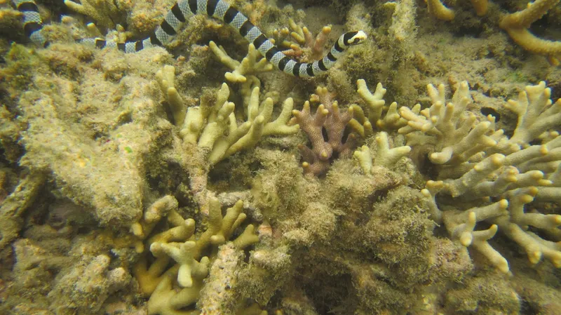 Yellow-Lipped Sea Snake (Laticauda frontalis)