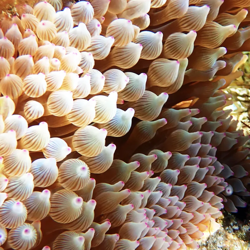 Bubble Tip Sea Anemone (Entacmaea quadricolor)