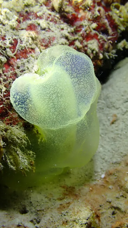 Green Tube Tunicate (Phallusia fragilis)