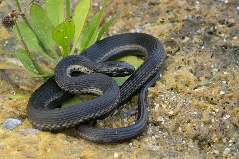 Pacific Water Snake (Thamnophis validus)