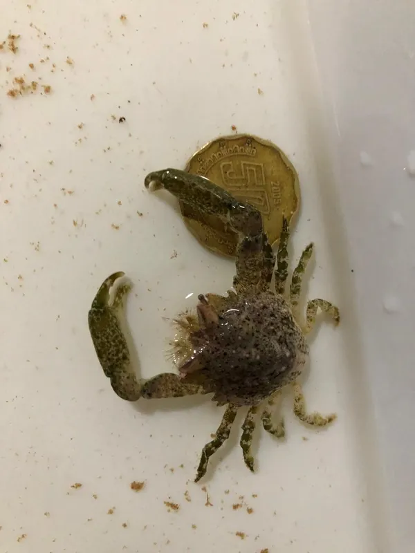 massive urn crab (Pitho aculeata)