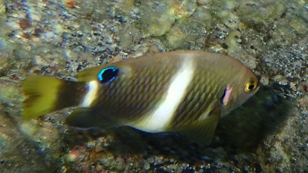 Blueribbon Damsel (Chrysiptera brownriggii)
