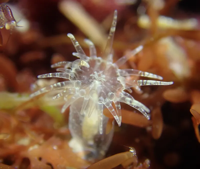 Biscay Glass Anemone (Exaiptasia diaphana)