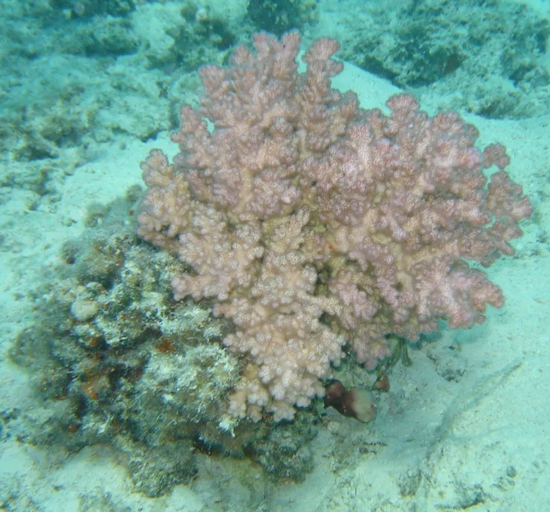 Cauliflower Coral (Pocillopora verrucosa)