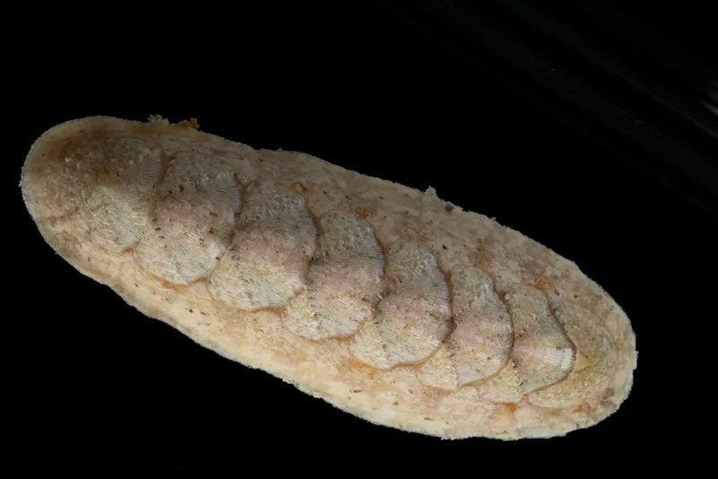 Stenoplax bahamensis