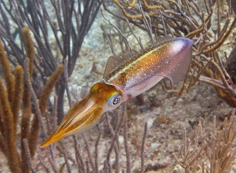 Common Cuttlefish (Sepia officinalis)