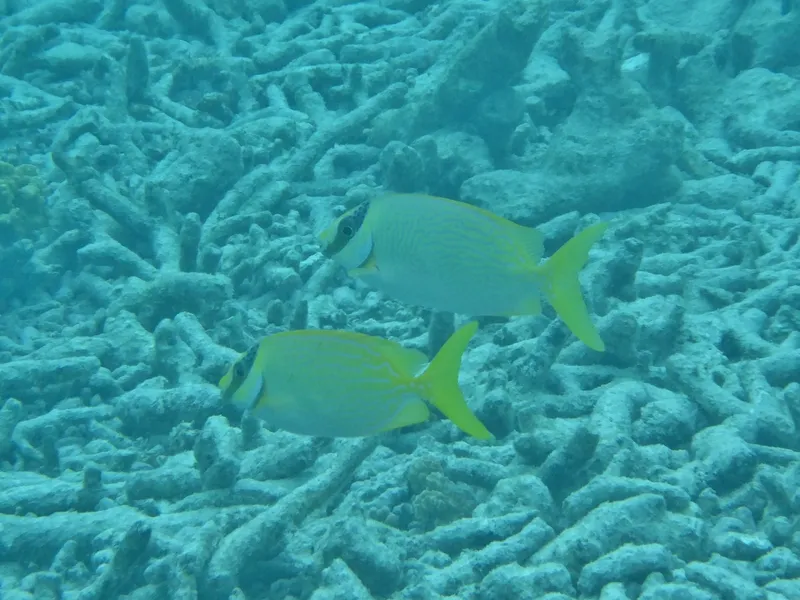 Masked Rabbitfish (Siganus puellus)