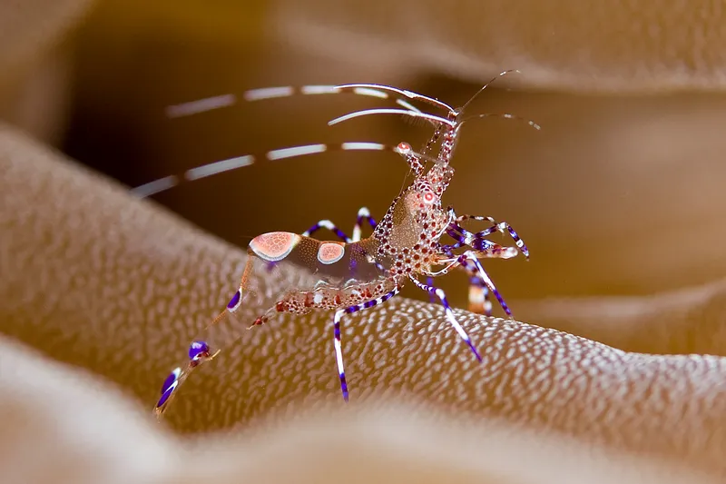 Spotted Cleaner Shrimp (Periclimenes yucatanicus)