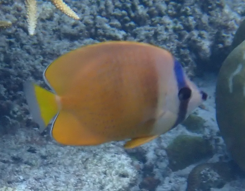 Sunburst Butterflyfish (Chaetodon kleinii)