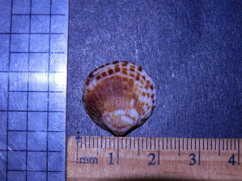 Comb Bittersweet (Tucetona pectinata)