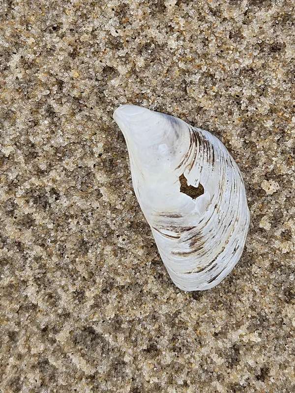 Quagga Mussel (Dreissena bugensis)