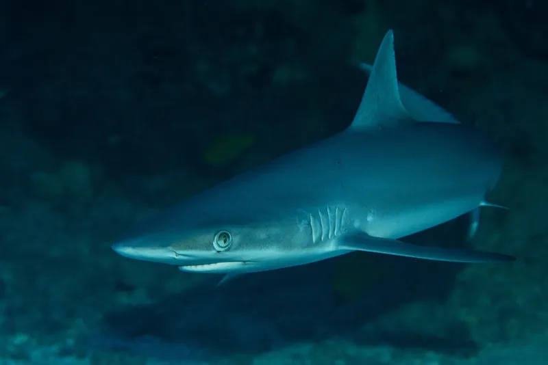 Grey Reef Shark (Carcharhinus amblyrhynchos)
