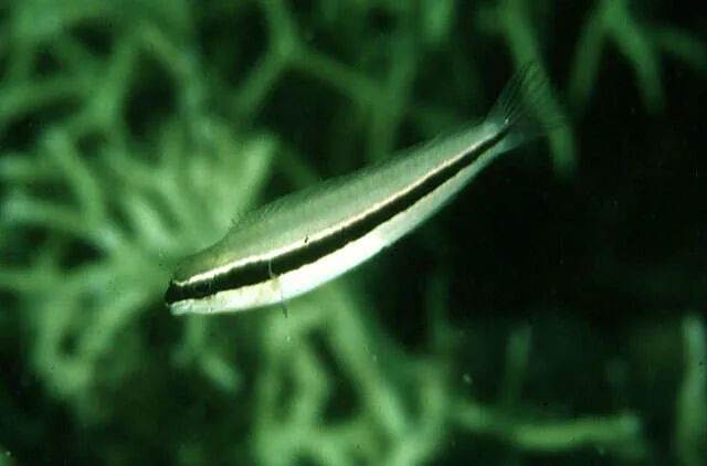 Black-Ribbon Harptail Blenny (Meiacanthus vittatus)
