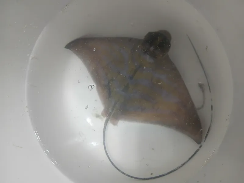 Blue-Banded Eagle Ray (Aetomylaeus caeruleofasciatus)