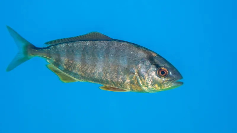 Amberjack (Seriola dumerili)