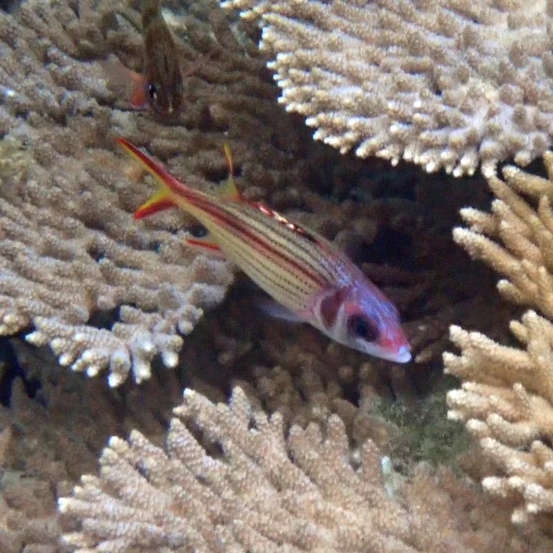 Sammara Squirrelfish (Neoniphon sammara)
