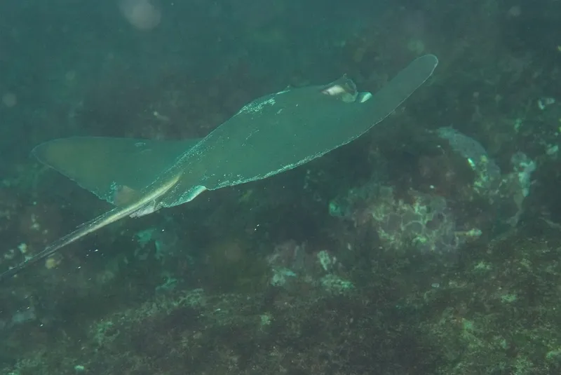 Longnose Eagle Ray (Myliobatis longirostris)
