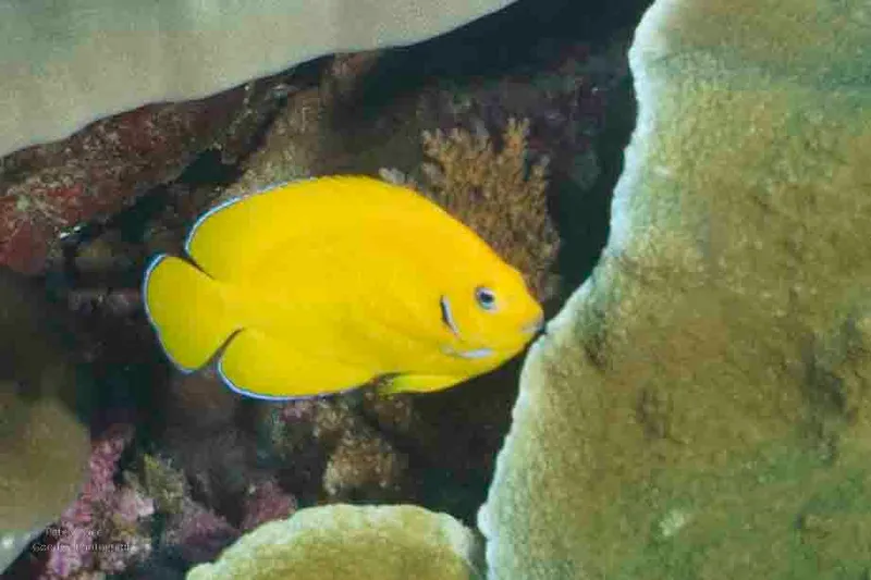 Dwarf Angelfish (Centropyge cocosensis)