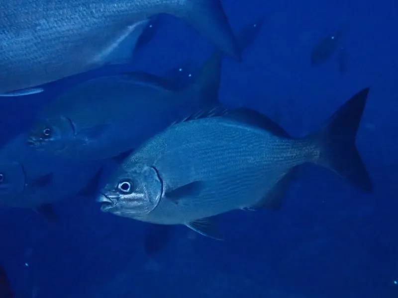 Grey Sea Chub (Kyphosus bigibbus)