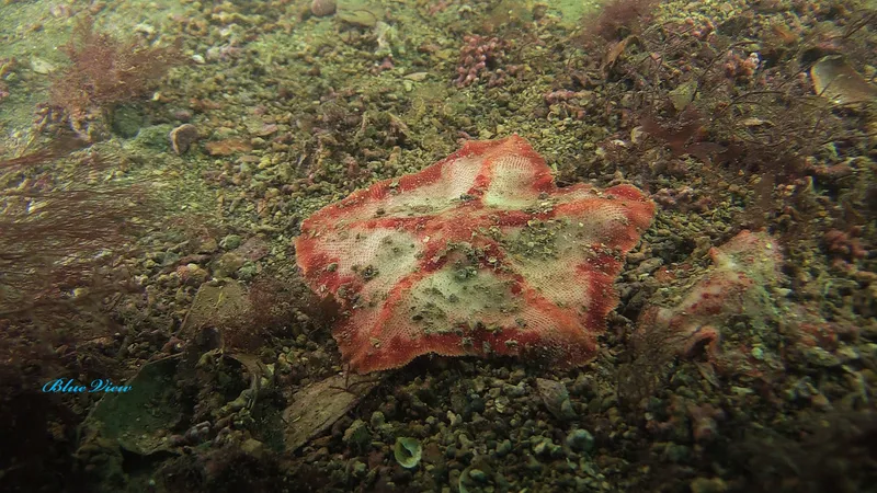 Goose Foot Sea Star (Anseropoda placenta)