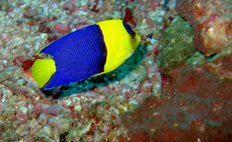 Bicolor Angelfish (Centropyge bicolor)