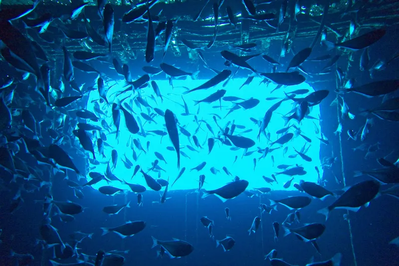 Glassy Sweeper (Pempheris schomburgkii)