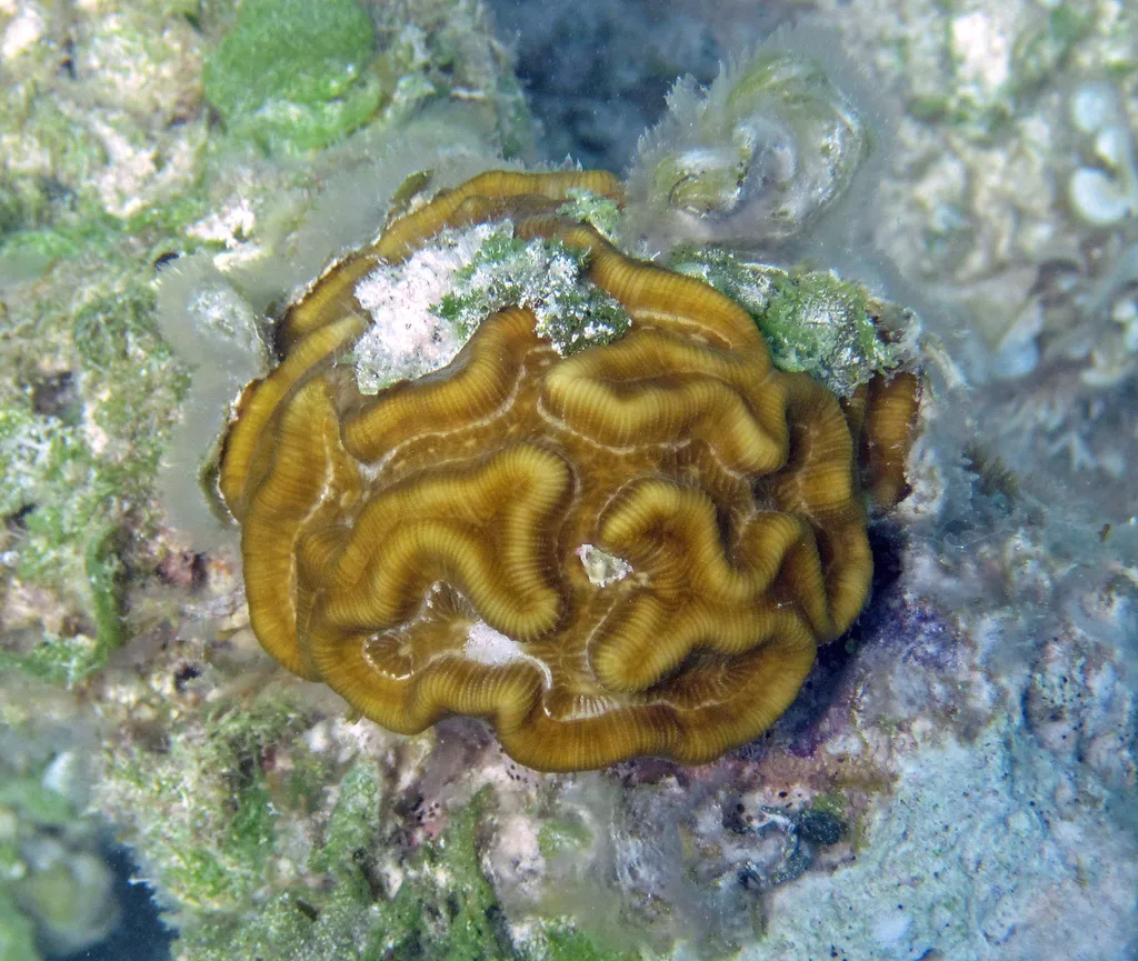 Common Rose Coral (Manicina areolata)