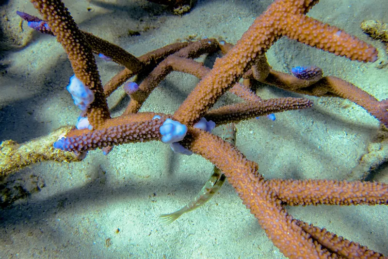 Brown Staghorn Coral (Acropora muricata)