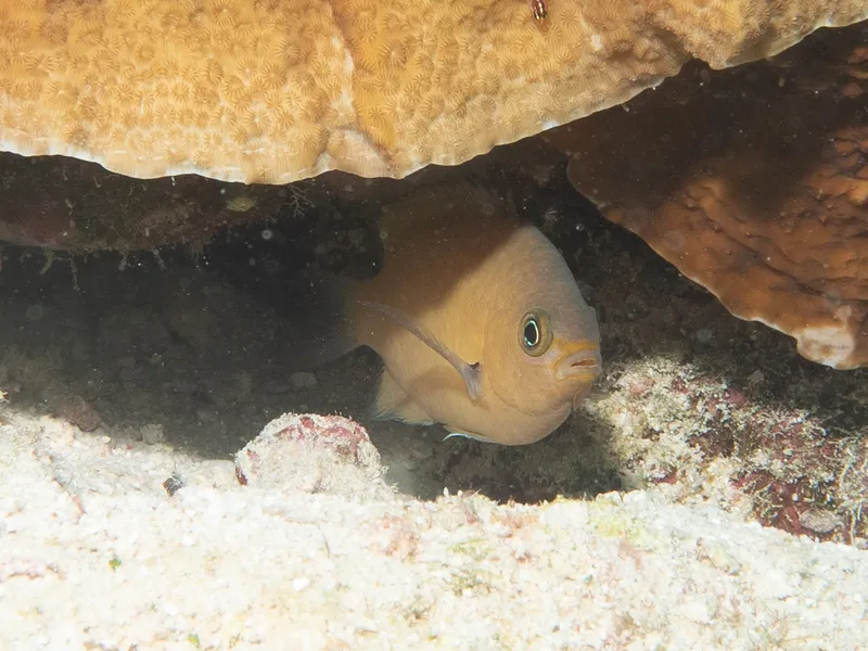 Agile Chromis (Pycnochromis agilis)