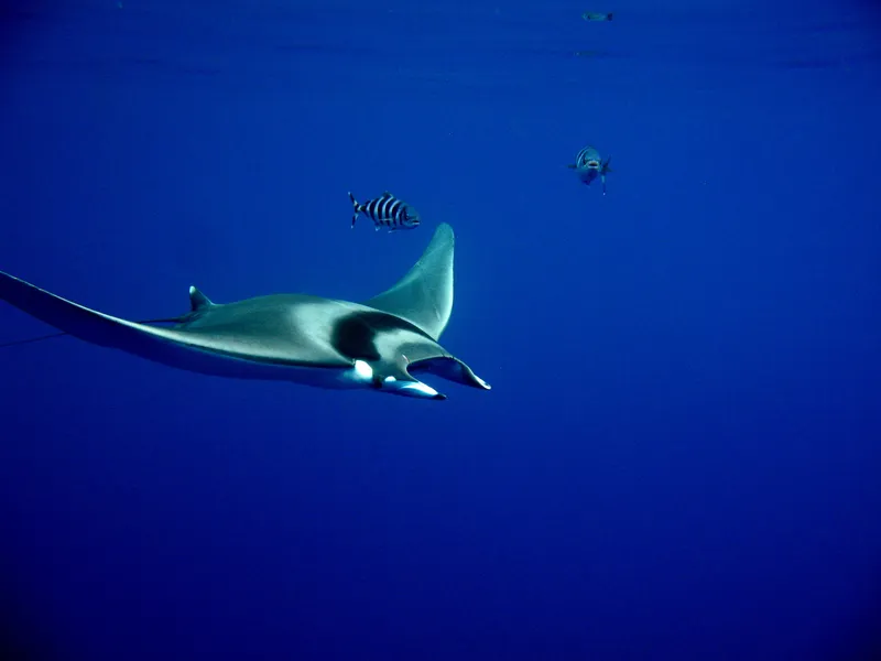 Devil Ray (Mobula mobular)