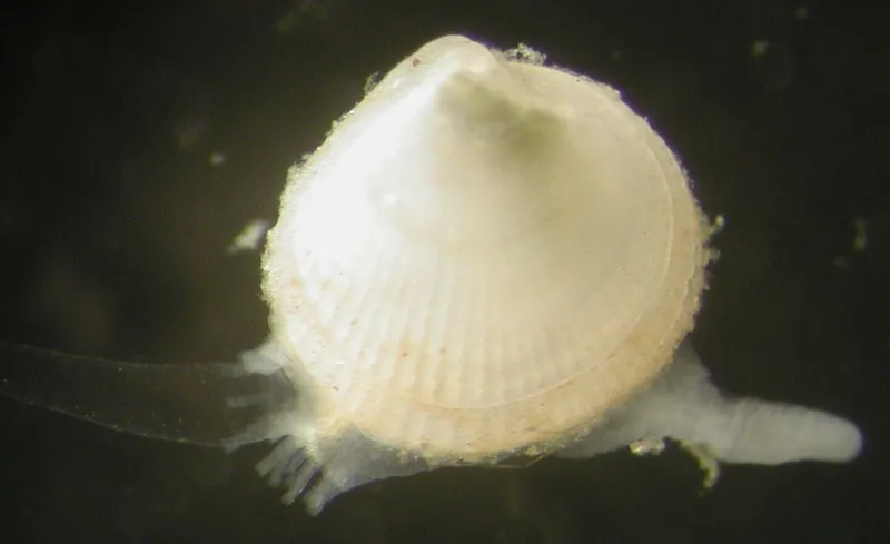 Papillicardium minimum