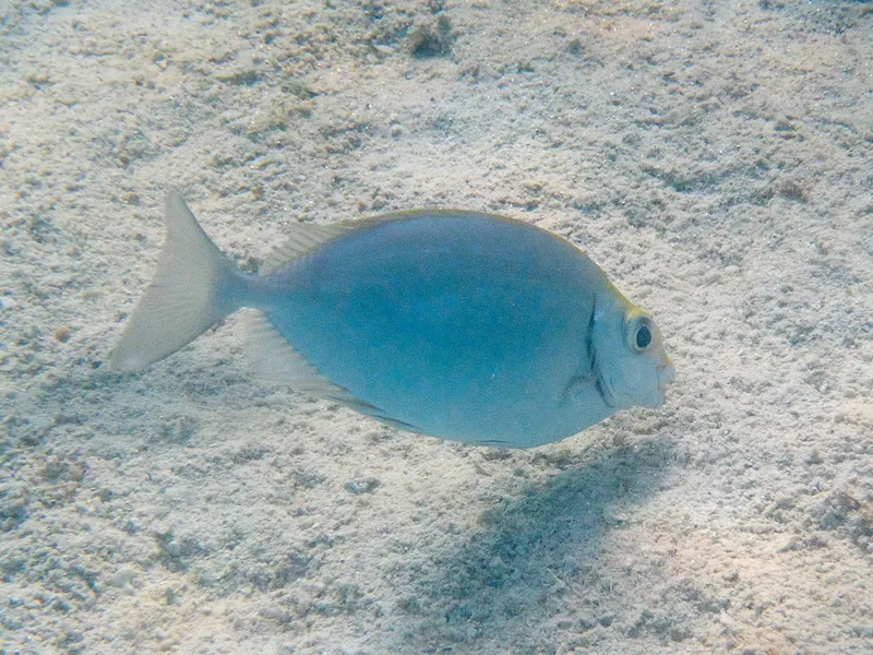 Forktail Rabbitfish (Siganus argenteus)