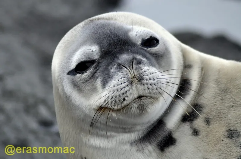 Weddell Seal (Leptonychotes weddellii)