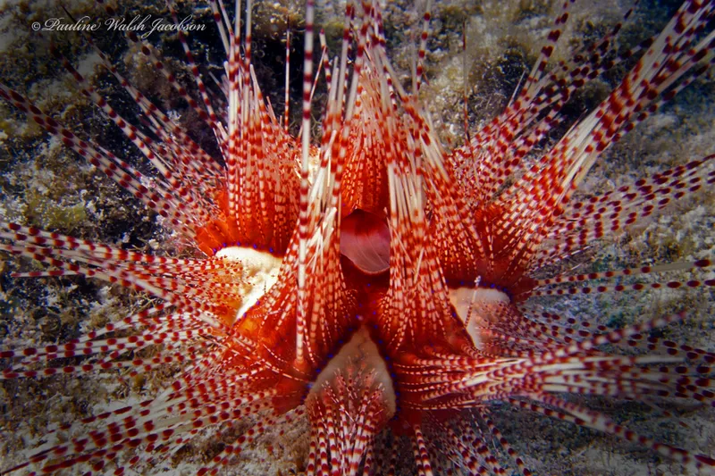 Magnificent Urchin (Astropyga magnifica)
