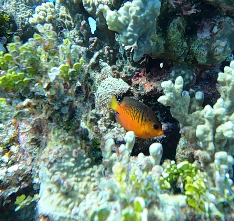 Dwarf Angelfish (Centropyge shepardi)