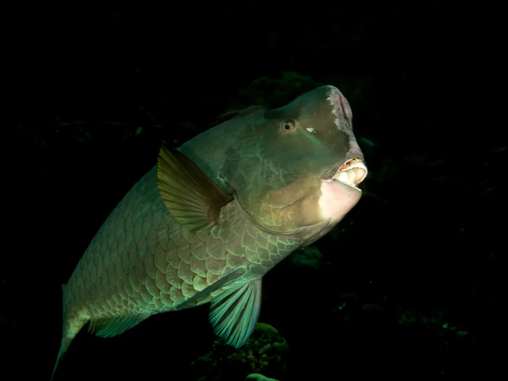 Green Humphead Parrotfish (Bolbometopon muricatum)
